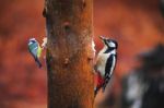 Blue Tit Bird And Woodpecker Close-up Stock Photo