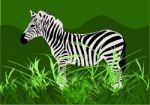 Zebra Stock Photo