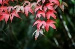 Maple Leaf On Green Plant Background Stock Photo