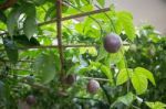 Sweet Passion Fruit On The Plant Stock Photo