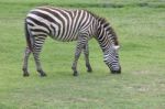 Zebra On Green Grass Field Stock Photo