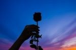 Silhouette Of Single Rose At Sunset Stock Photo