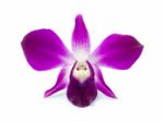 Violet Orchid Stock Photo