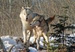 Alpha Male & Female Wolves Stock Photo