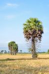 Sugar Palm Stock Photo