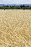 Wheat Plantation Stock Photo