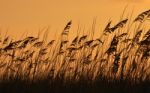 Sea Oats At Sunset Stock Photo