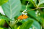 Yellow Black Pattern Butterfly On Bunch Stock Photo