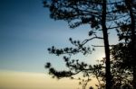 Tree With Sunrise Background Stock Photo