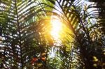 Coconut Leaves With The Sun Shining Down On The Day Stock Photo