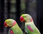 Pair Of Alexandrine Parakeet Close Up Stock Photo