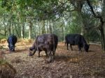 Cows Grazing For Acorns In The Ashdown Forest Stock Photo