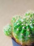 Cactus Stock Photo