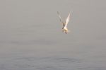 Flying Seagulls Stock Photo