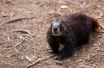 Looking Marmot Stock Photo