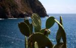 Succulents That Grow Wild On The Rocks A Stock Photo