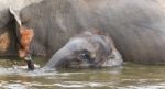 Image Of A Funny Young Elephant Swimming In A Lake Stock Photo