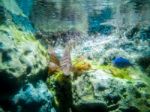 Tropical Fish Lionfish Under  Water Stock Photo