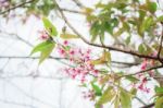 Sakura On Branch Stock Photo