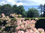 Rhododendron-flowers In The Park Stock Photo