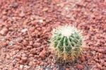 Cactus In Desert  For Background Or Wallpaper Stock Photo