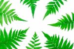 Fern Leaves On White Background Stock Photo