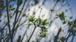 Green Buds And Dry Branches Over Blue Sky Stock Photo