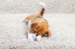 Beagle Dog Relaxing Stock Photo