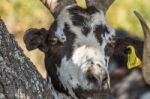 Head Of Brown Goat Stock Photo