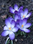 Blue Crocus Stock Photo