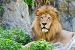 Male Lion Stock Photo