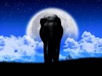 Silhouette Elephant Stock Photo