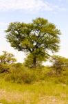 Landscape In Botswana Stock Photo