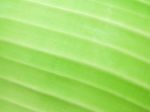 Detail Of Green Leaf Texture Background Stock Photo