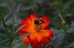 Bee And Orange Flower Stock Photo