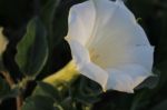 White Flower In The Garden Nice And Beautiful Stock Photo