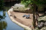 Abdim's Stork Mating In The Bioparc Fuengirola Stock Photo