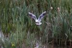 Black_headed Gull Stock Photo