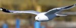 Beautiful Photo Of A Gull Flying Near A Shore Stock Photo