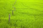 cement post in Paddy Field Stock Photo