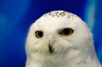 Snowy Owl Stock Photo