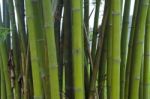 Bamboo Stock Photo