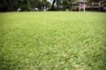 Green Grass In The Garden Stock Photo