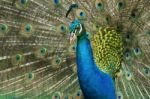 Peacock Displaying Plumage Stock Photo