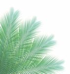 Palm Leaf Isolated On White Background Stock Photo