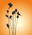 Birds On A Poppy Heads Stock Photo