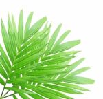 Green Palm Leaf Isolated On White Background Stock Photo