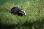 European Badger (meles Meles) Stock Photo