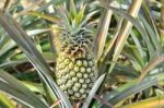 Pineapple Farm Stock Photo