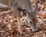 Cute Deer Is Eating The Leaves In The Forest Stock Photo